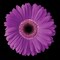 Gerbera Daisy Purple Poster Print by Jim Christensen - Item # VARPDXCRS017